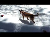 Dog playing in snow | dog plays in snow for first time Funny Video Dog