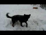 Dog playing ball by himself in snow | German Shepherd Dog Playing Ball funny video