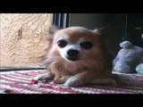 chihuahua puppies playing and barking with stick | Chihuahua barking.