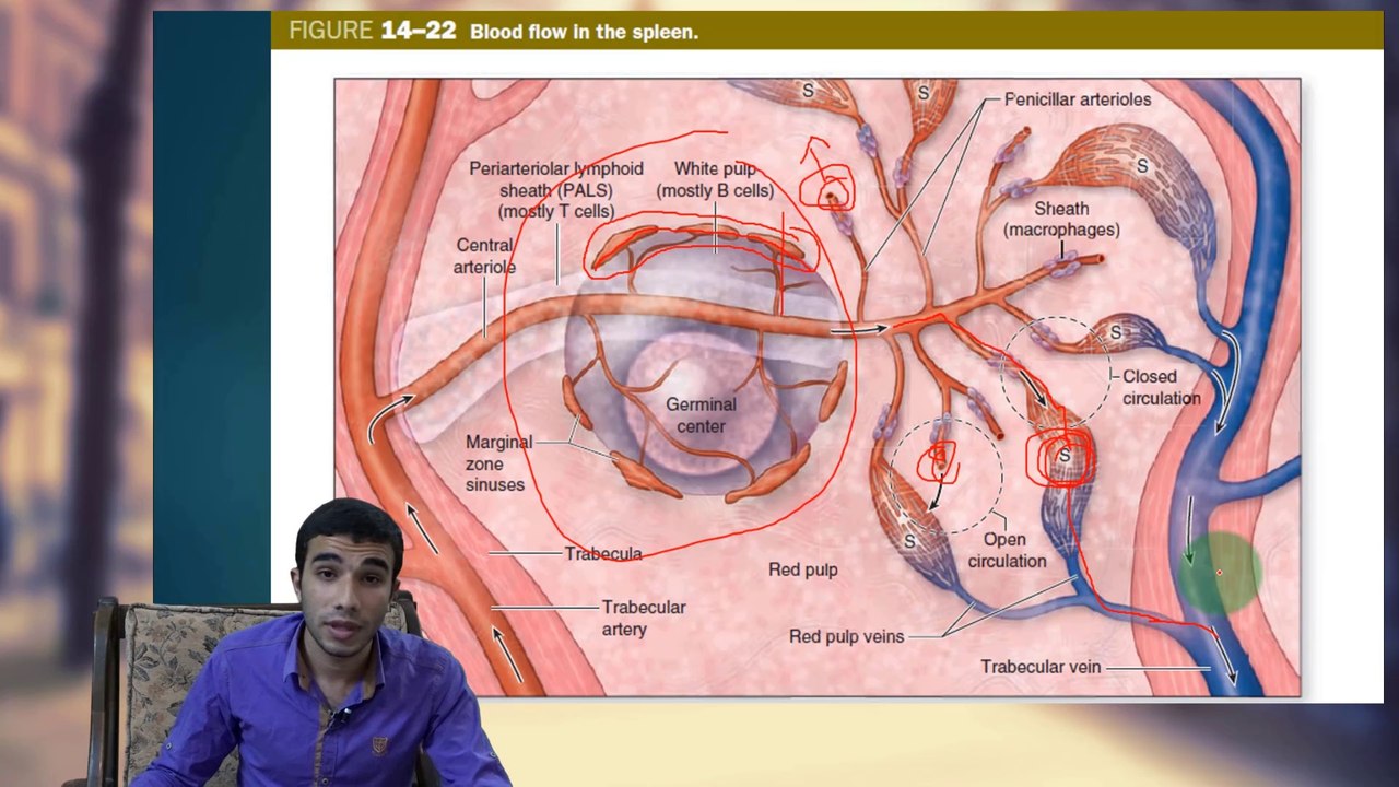 The Spleen (Lymphatic Tissue 3/5)