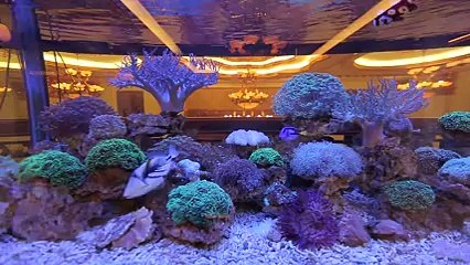 Cận cảnh biệt thự dát vàng của Lý Nhã Kỳ