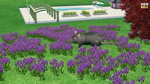 в и к медведь Семья палец для смолистый Дети Урок мега питомник крыса Совет рифмы Игрушки с развлекательный