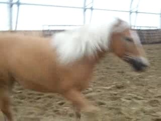 Mélody et Lady en liberter dans le manège