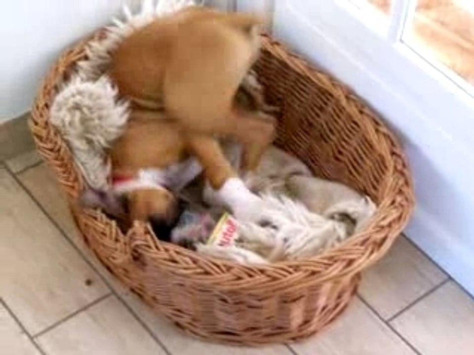 Cayenne + pot de Nutella