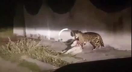 Jaguar Mata A Un Perro En Jalisco #YoNoMeBajo #LOL