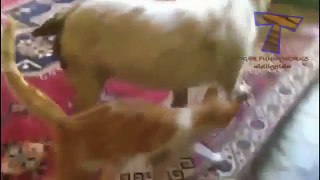 Clip dogs are very funny tease cats