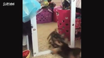 The most dangerous dogs and cats of the year - v