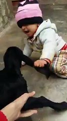Little Kid Playing With Lamb And Pulling Its Ear