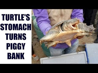Thailand turtle swallows 900 coins, here's why?| Oneindia News