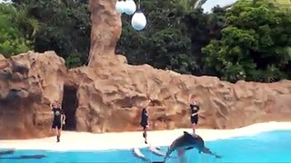 Unbelievable Dolphins