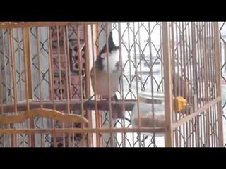 Chào Mào Bổi Già-Chào Mào Hot Đấu Cực Đỉnh