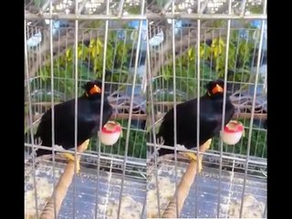 Chim yểng Biết nói Tiếng Người Nghe Rất Hay