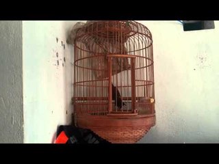 Chào Mào Hót Đấu Bán Đây Bác Nào Trả 2 Triệu Em Tặng Cả Lồng