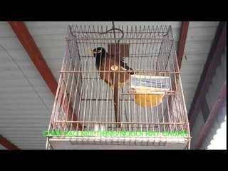 Chim sáo Nói tiếng người "Vui lắm cô Huyền" Rất Hay