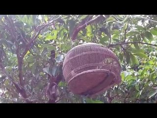 Clip Chim Cu Gáy Hay Nhất Nhì Miền Bắc Full