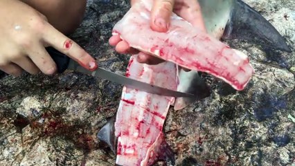 驚いたことに沼にサメを巻き込んだ DCV_For_Live