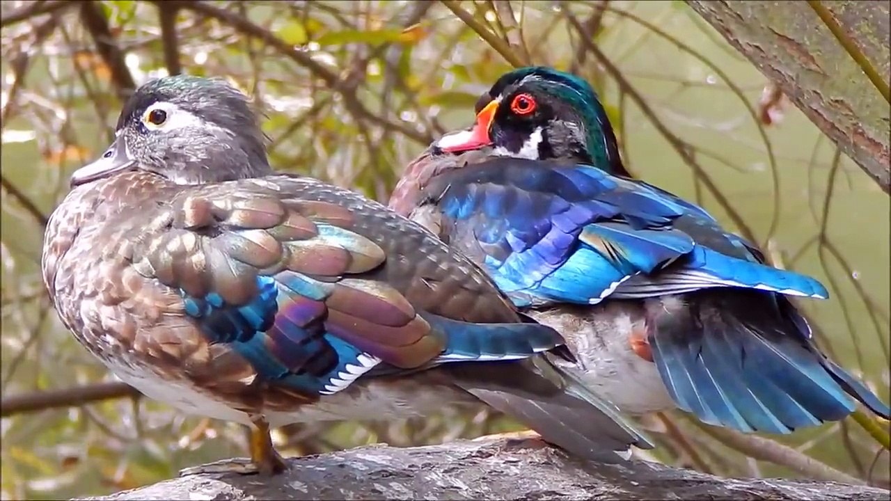 سبحان اللہ ! خدا کی قدرت دیکھئے ‘ ایسی رنگ برنگی بطخ آپ نے کبھی نہیں دیکھی ہوگی