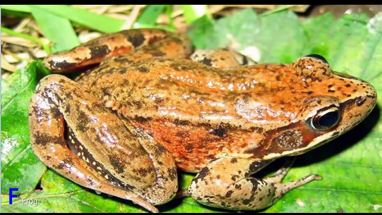 ABC Song and More Favorite Nursery Rhymes by Mother Goose Club