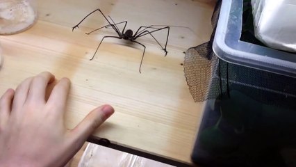 Il joue avec son araignée géante et se fait mordre (Euphrynichus amanica) !