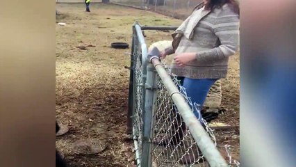 Chassé par un coq... la loose