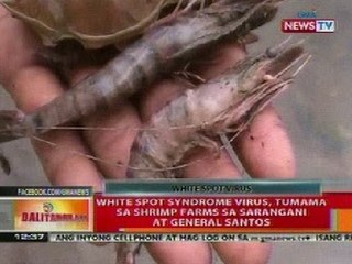 BT: White spot syndrome virus, tumama sa shrimp farms sa Sarangani at GenSan