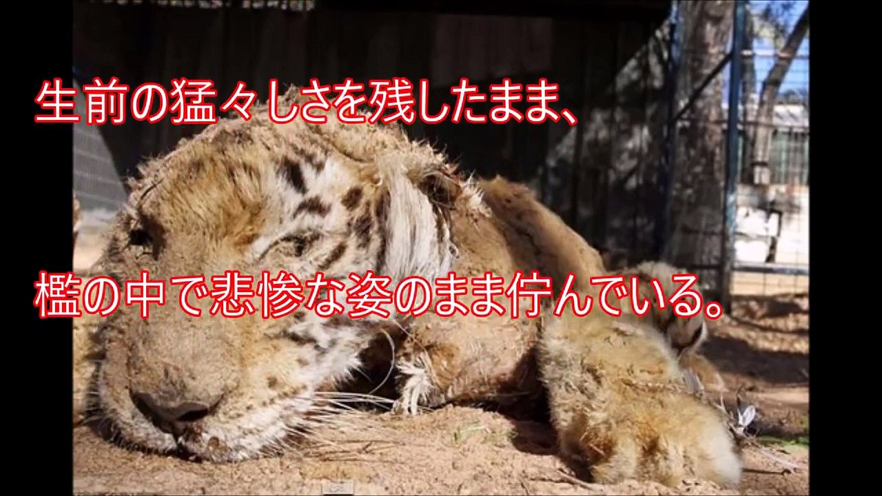 【閲覧注意】動物を２年間放置した動物園がヤバイ！ あまりにもショックなとんでもない動物園