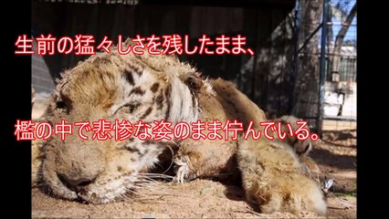 【閲覧注意】動物を２年間放置した動物園がヤバイ！ あまりにもショックなとんでもない動物園