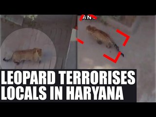 Leopard terrorises Palwal city in Haryana: Watch video | Oneindia News