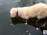 اب کتے مچھلی کا بھی شکار کریں گے وڈیو لنک پر کلک کرکے خود ہی دیکھ لیں