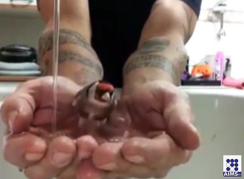 گرمی کے دنوں میں پرندوں کوپیاسا نہ رکھیں انکی خدمت ایسے بھی کی جاسکتی ہے وڈیو لنک پر کلک کریں اور خود ہی دیکھ لیں