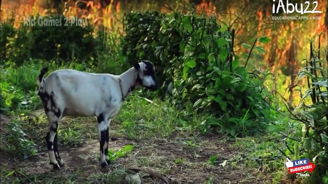 Baby Learn About Sea Animals | Animal Puzzles & Real Video Of The Animals | Educational Ga