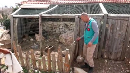 Tedavi Edilen "Kara Çaylak" Doğaya Salındı