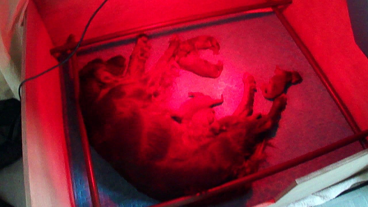 Les chiots ont 2 jours