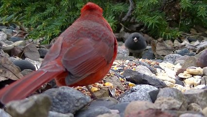 Cat Entertainment : The Ultimate Video for Cats To Watch Birds * 8 HOURS *