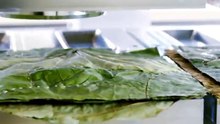 l'innovation du jour : Leaf Republic
