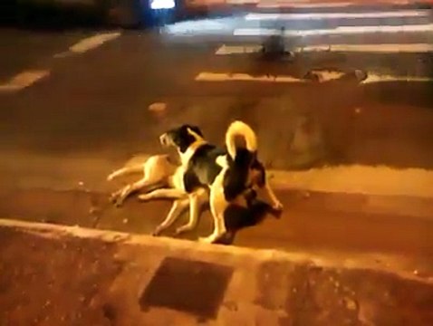 Un cane viene investito... il modo in cui il suo amico tenta di salvarlo è commovente!