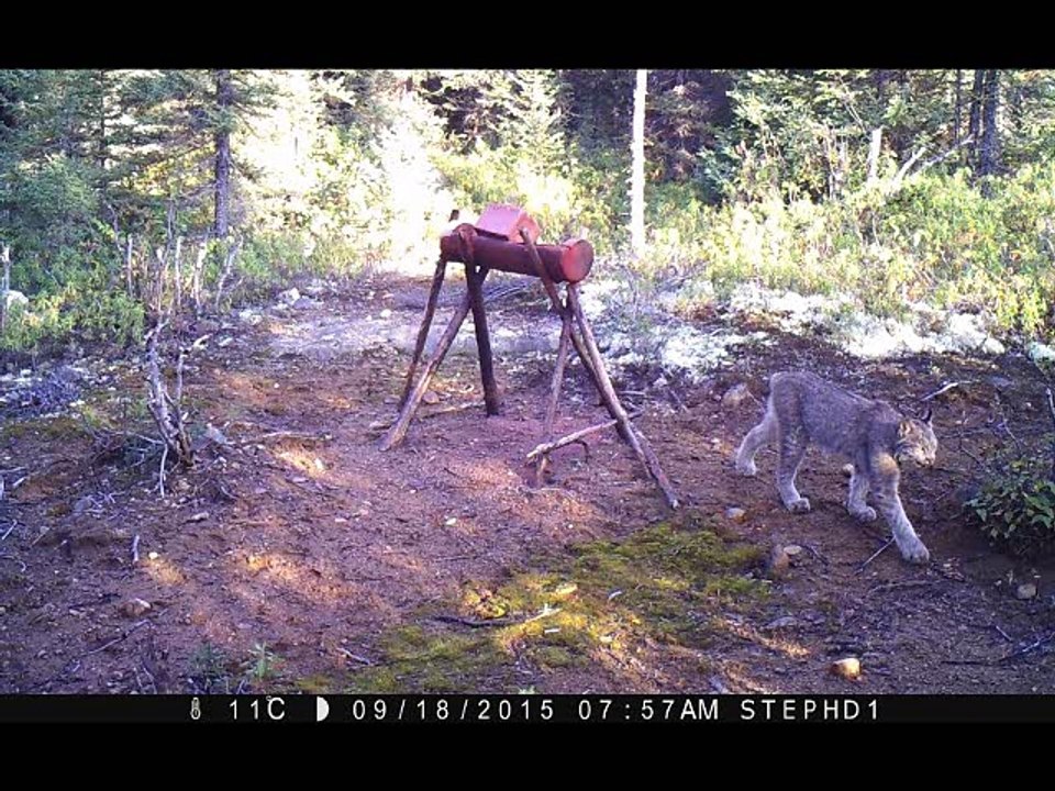 chasse2015 stephd 401