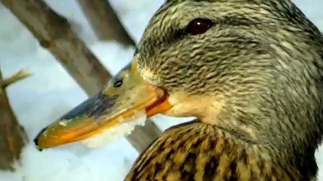 Красивые полный Hd h в в в в Средний Запад Природа экран Сша смотреть живая природа