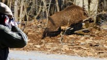 WILD BOAR DRIVEN HUNT