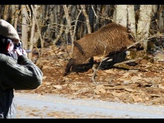 WILD BOAR DRIVEN HUNT