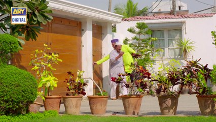 Watch Dilli Walay Dularay Babu Episode 31 - on Ary Digital in High Quality 25th March 2017