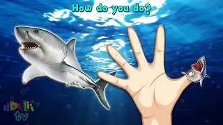 Животные Дети Дельфин Семья палец рыба Море акула песни Кит пиранья |