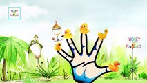 DUCK Cartoon Animation Funny Finger Family Songs For Children | Daddy Finger Nursery Rhymes