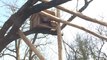 Les deux pandas roux sont arrivés à Natur'zoo