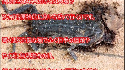 【閲覧注意】世界で最も危険な恐ろしい虫8選 地球上に存在する遭遇したらマジでヤバすぎる虫たち【危険生物】嘘のような本当の…