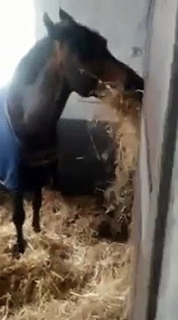 ⁣Vlasnik se pitao zašto njegov konj ne jede ništa, a onda je tajno snimio čudesnu scenu