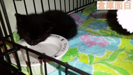 面白い動物ハプニング映像集 超厳選版#5