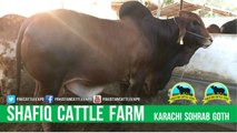 360 || Amazing Qurbani cow || Bakra eid in karachi, Pakistan || Cow mandi || Shafiq Cattle Farm