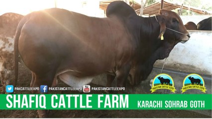 360 || Amazing Qurbani cow || Bakra eid in karachi, Pakistan || Cow mandi || Shafiq Cattle Farm