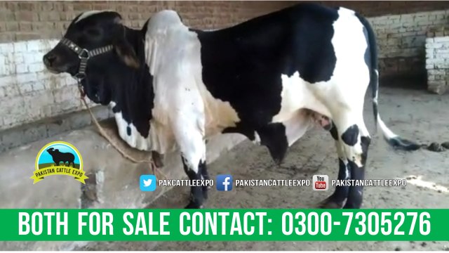 361 || Qurbani Bull || 2017 || 2018 || Bakra eid in Pakistan || Cow mandi